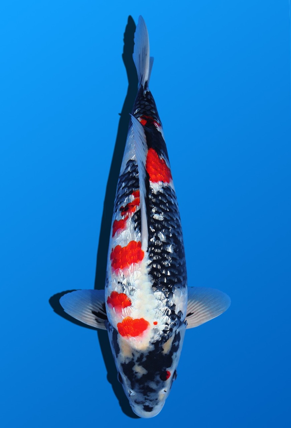 Juara 2