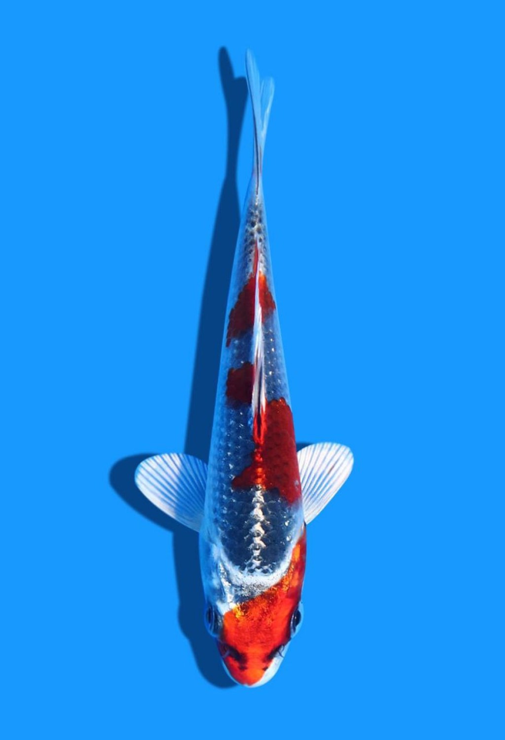 Juara 4
