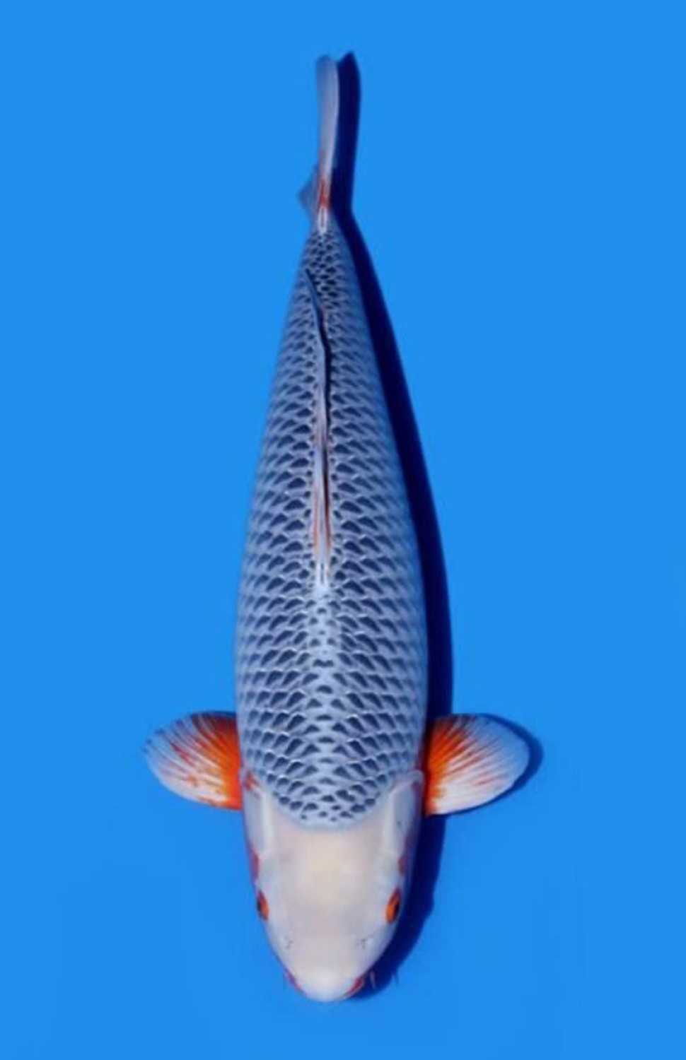 Best In Size D 66 - 70 cm