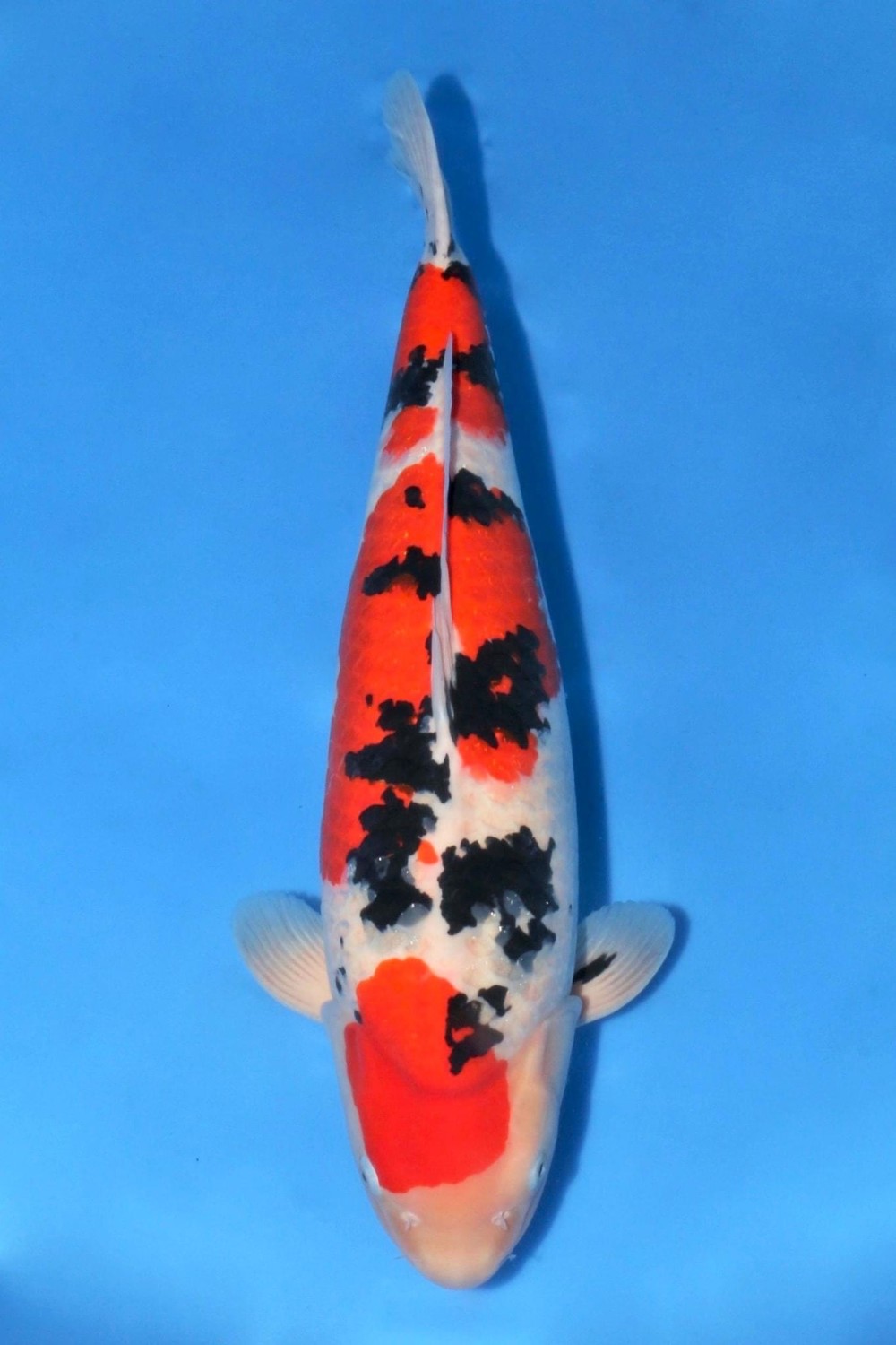 Juara 2