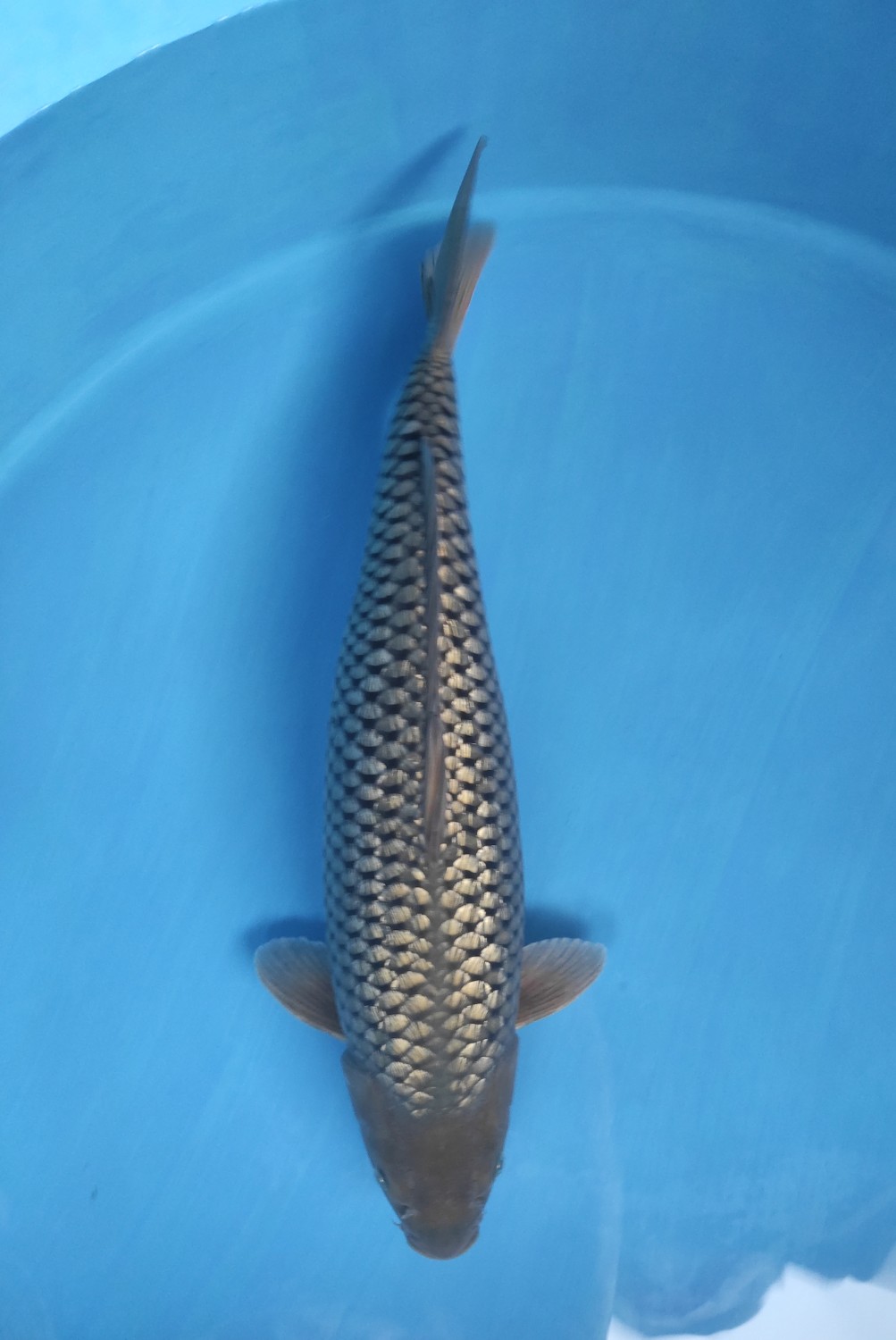 Juara 1
