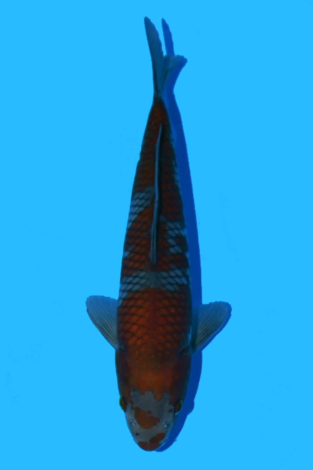 Juara 3
