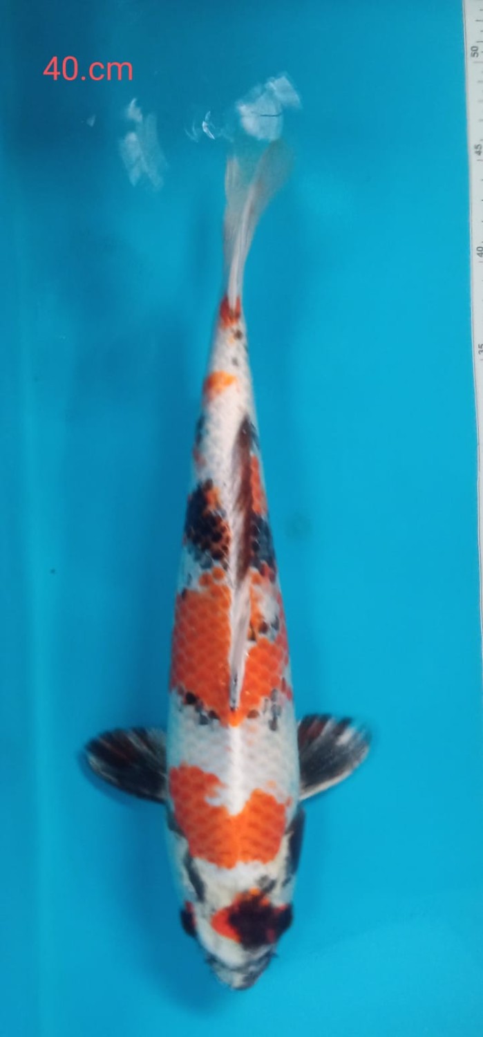 Juara 2
