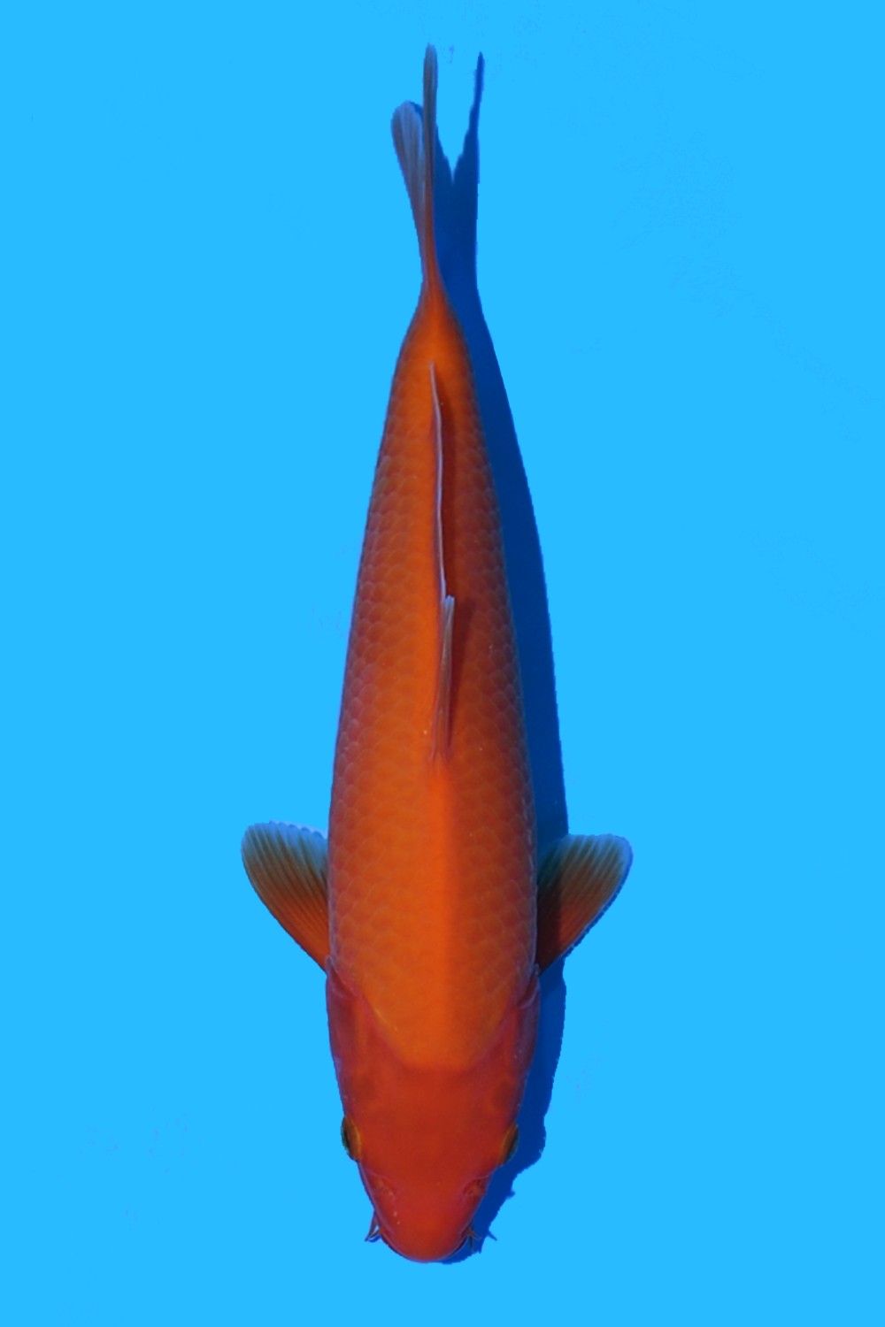 Juara 1