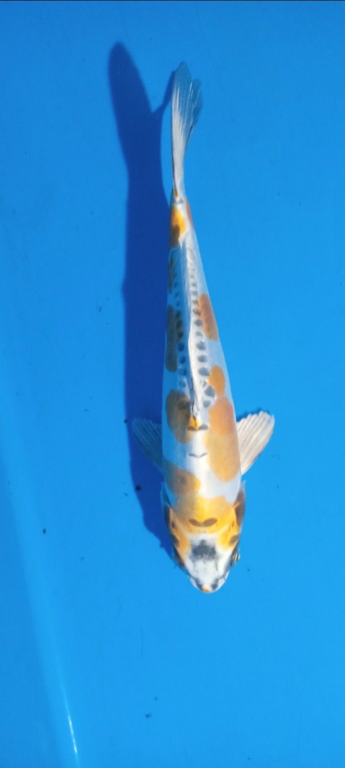 Juara 2