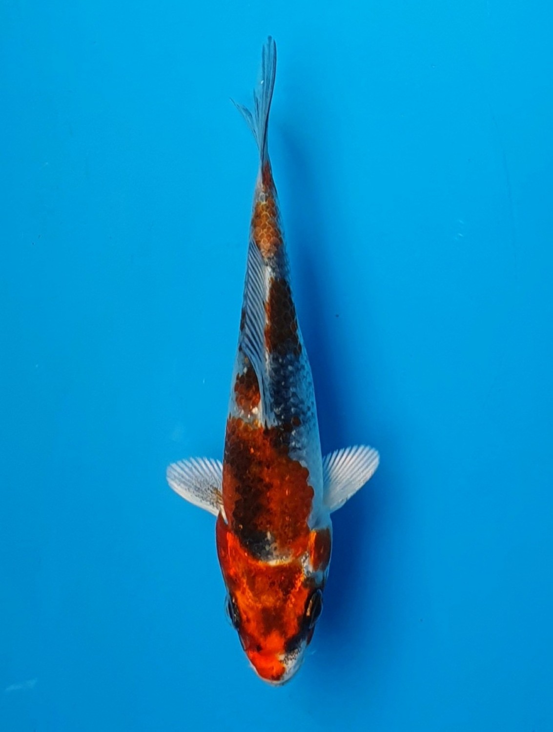 Juara 1