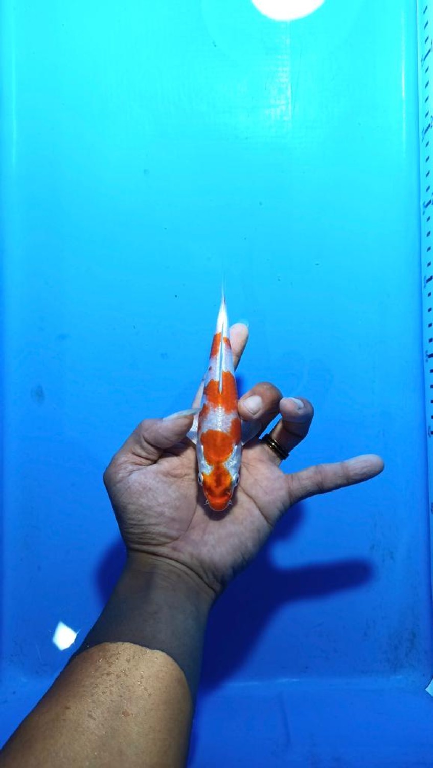 Juara 1