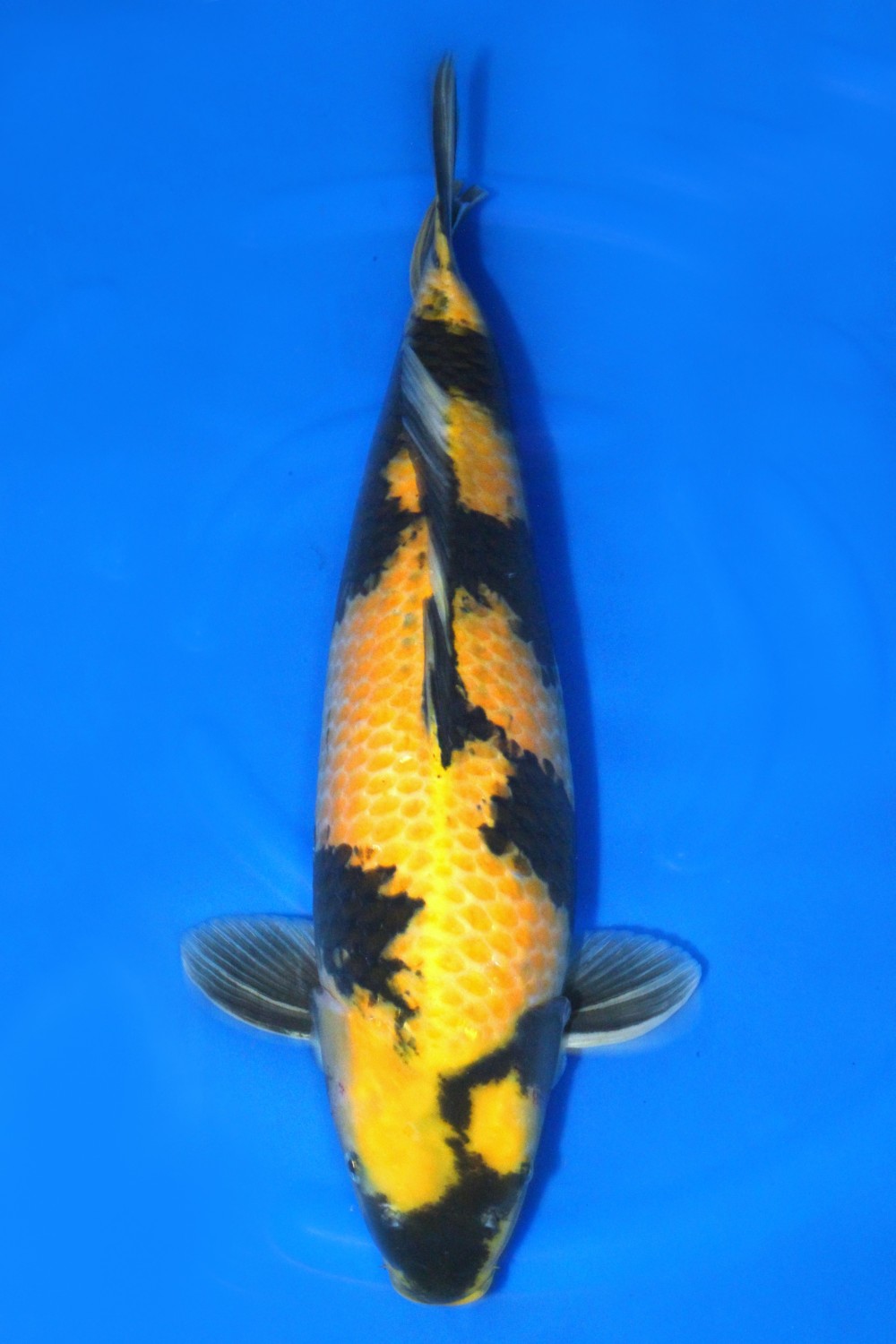Juara 3