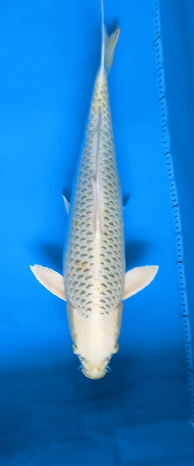 Juara 1