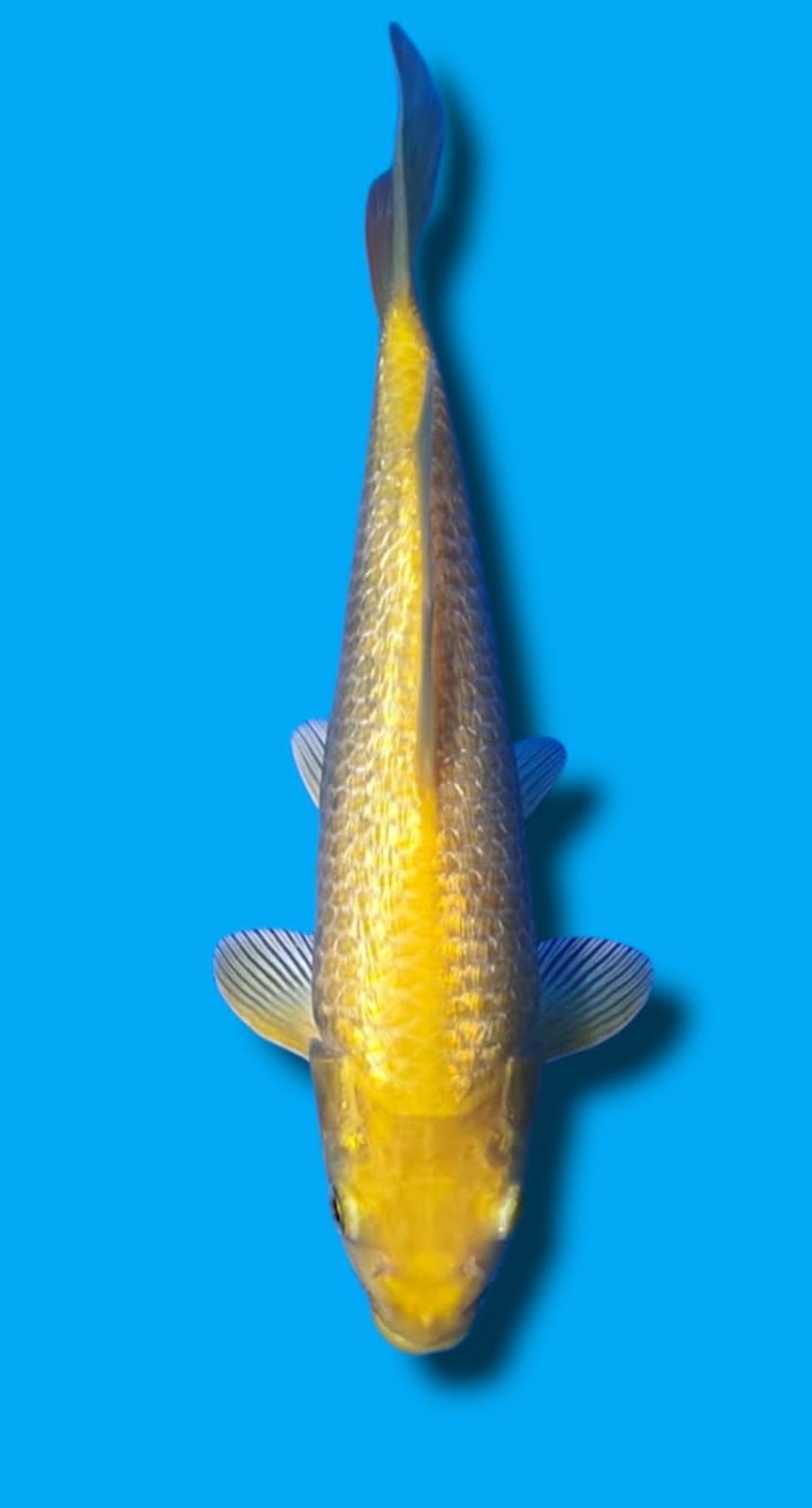 Best In Size E 21 - 25 cm
