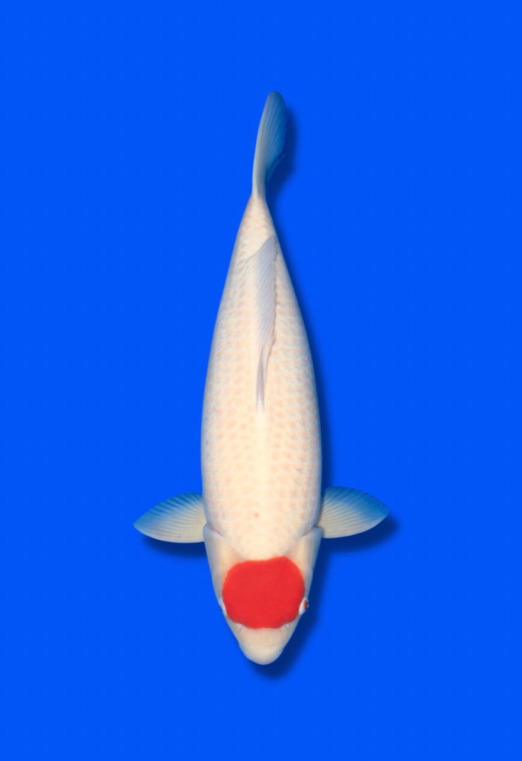 Juara 2