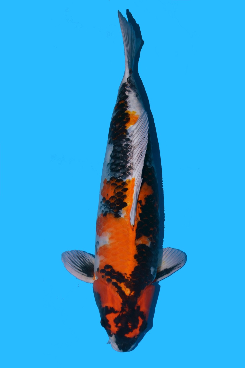 Juara 1