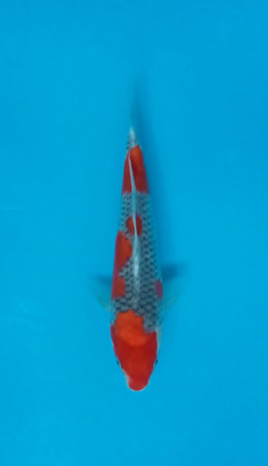 Juara 1