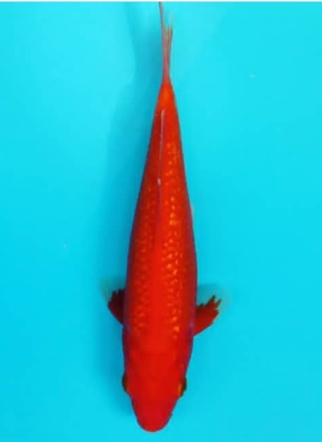 Best In Size E 11 - 15 cm