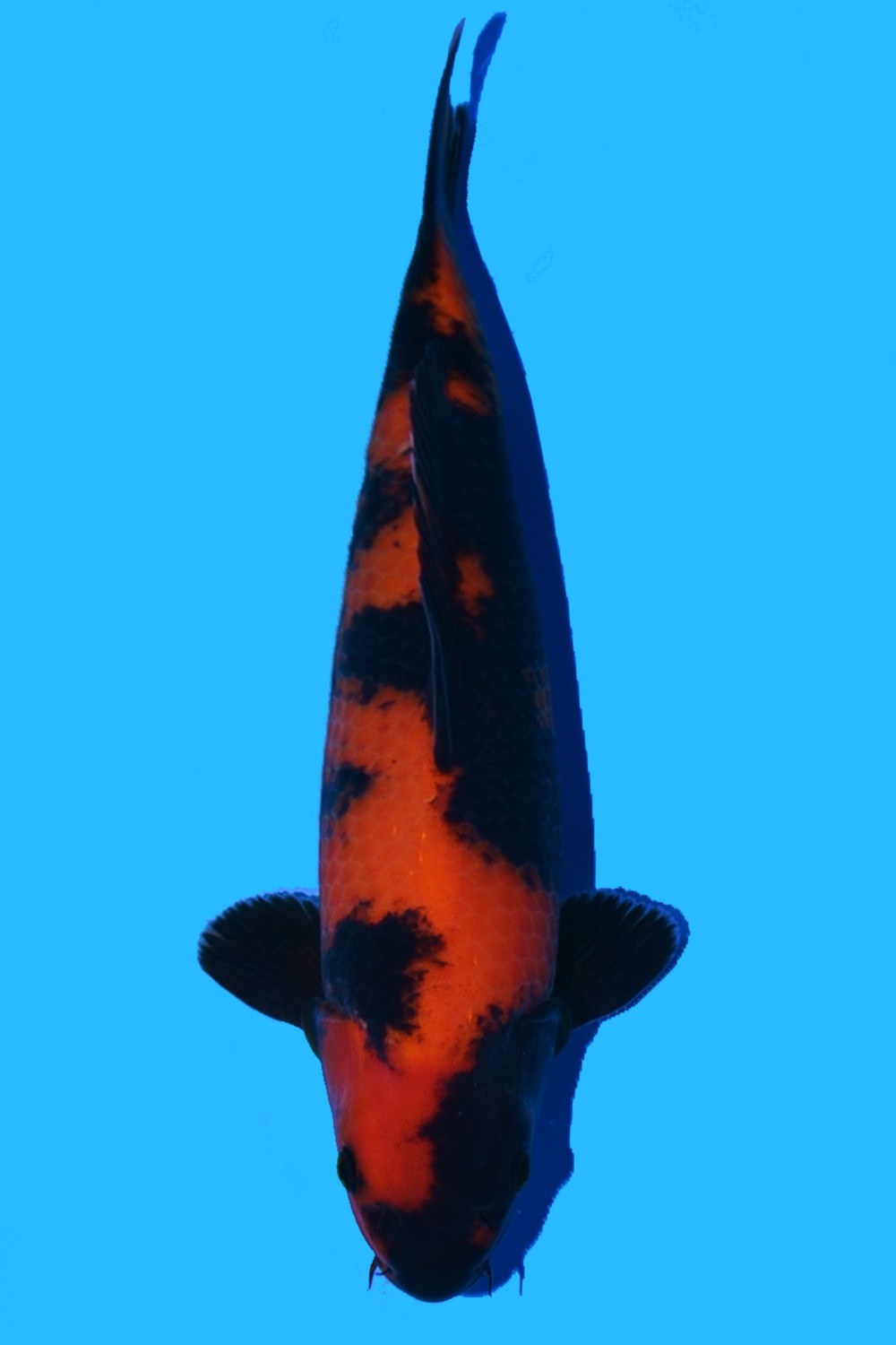 Juara 1