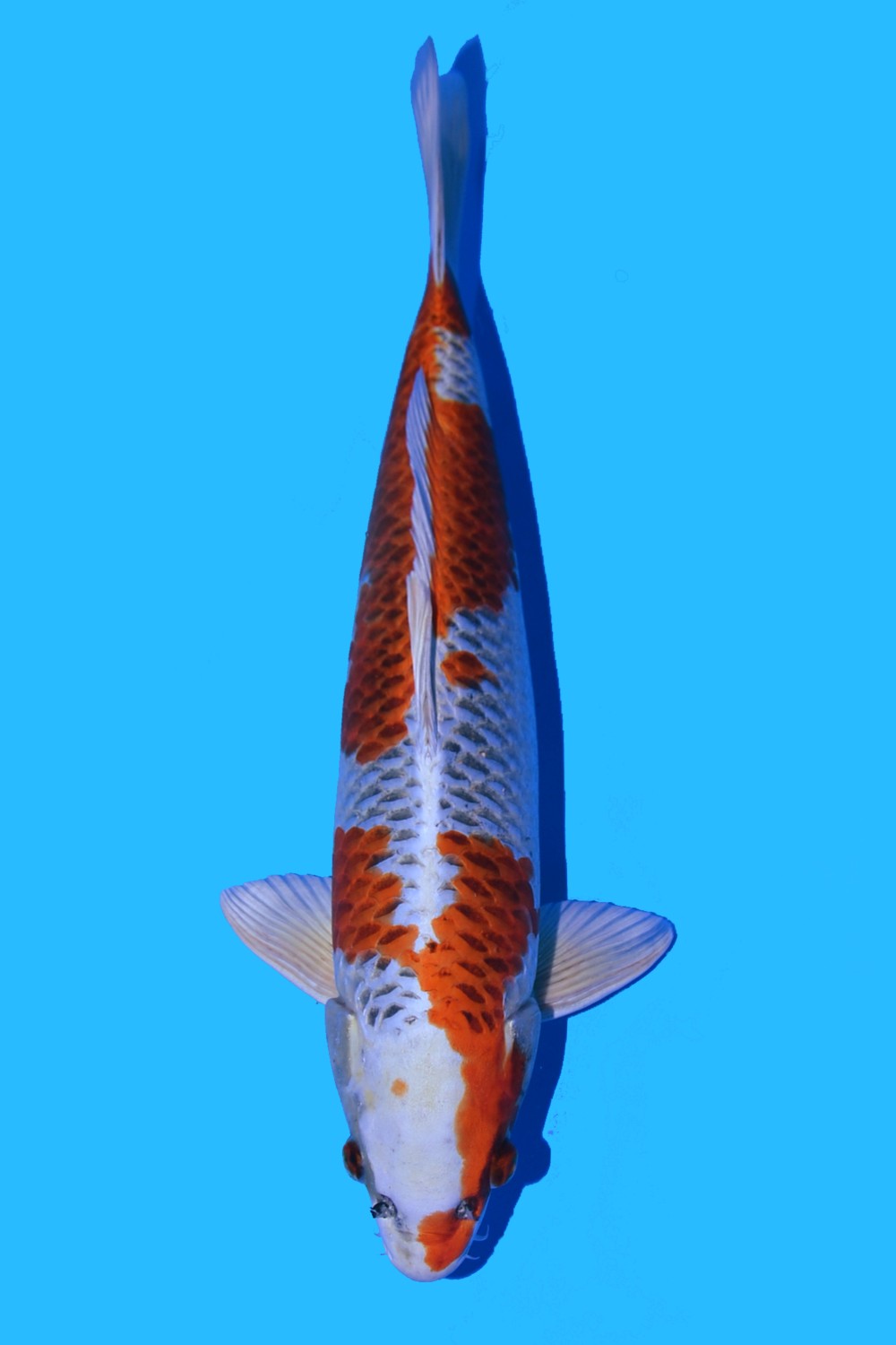 Juara 4