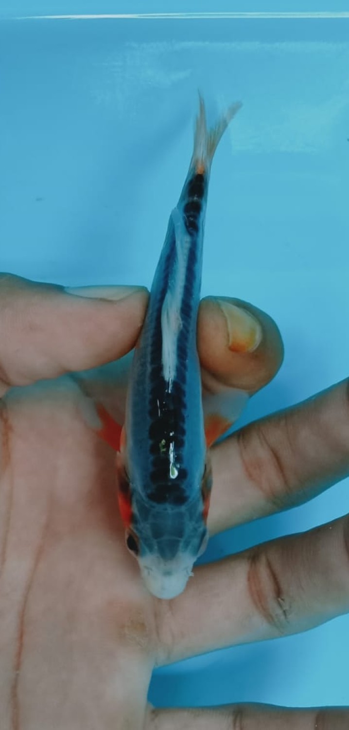 Juara 4