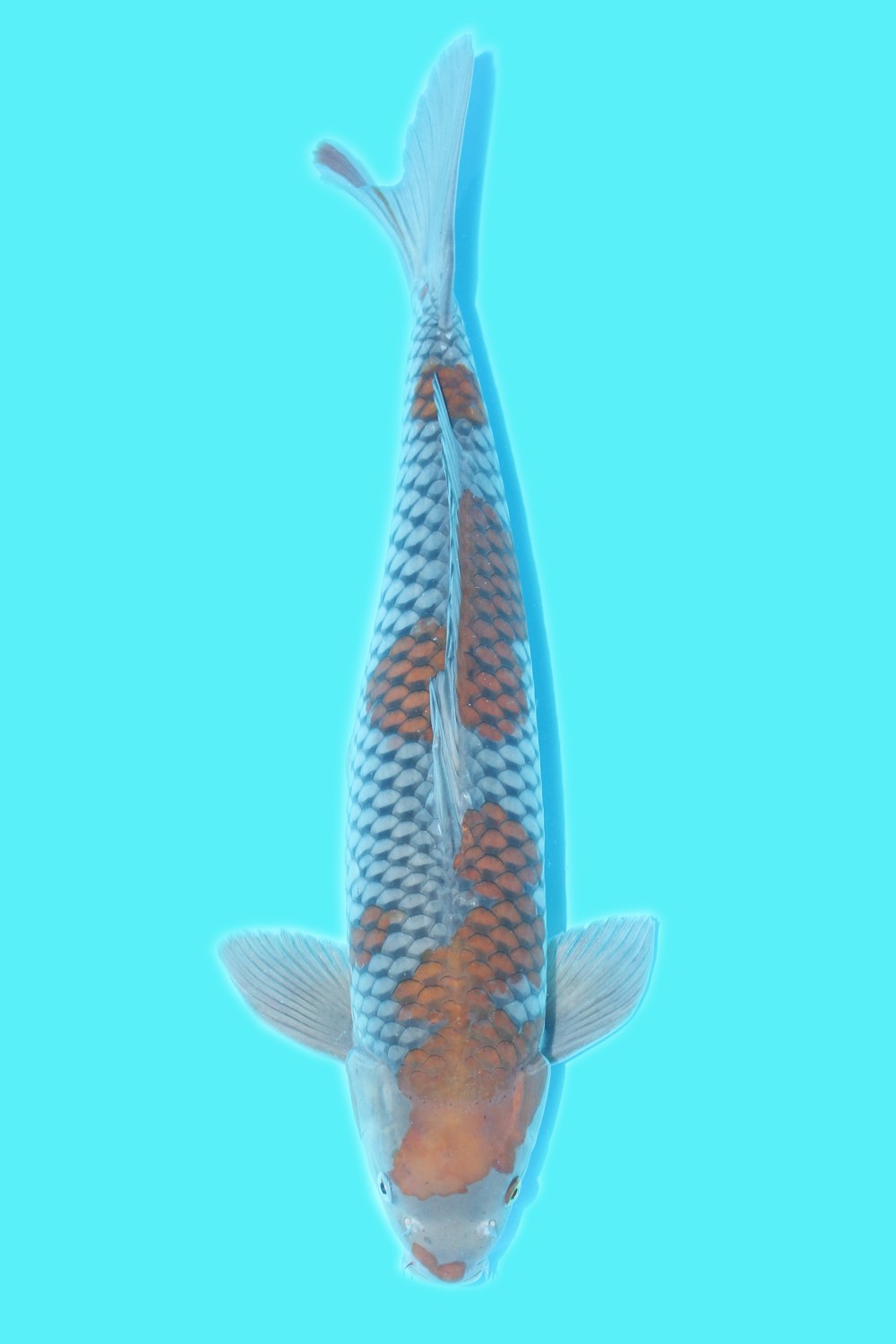 Juara 2