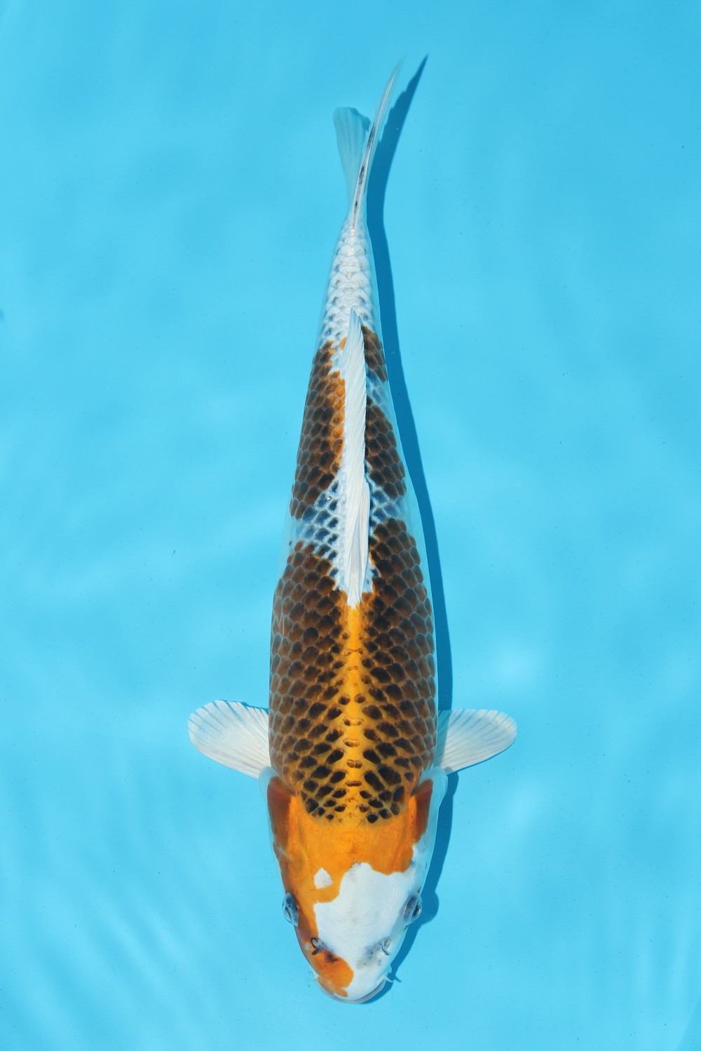 Juara 4