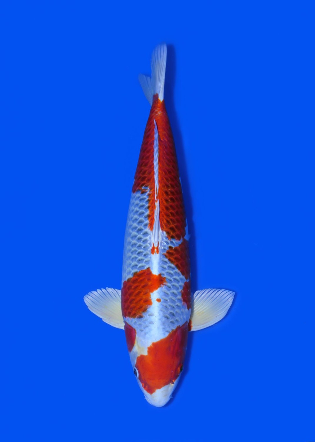 Juara 1