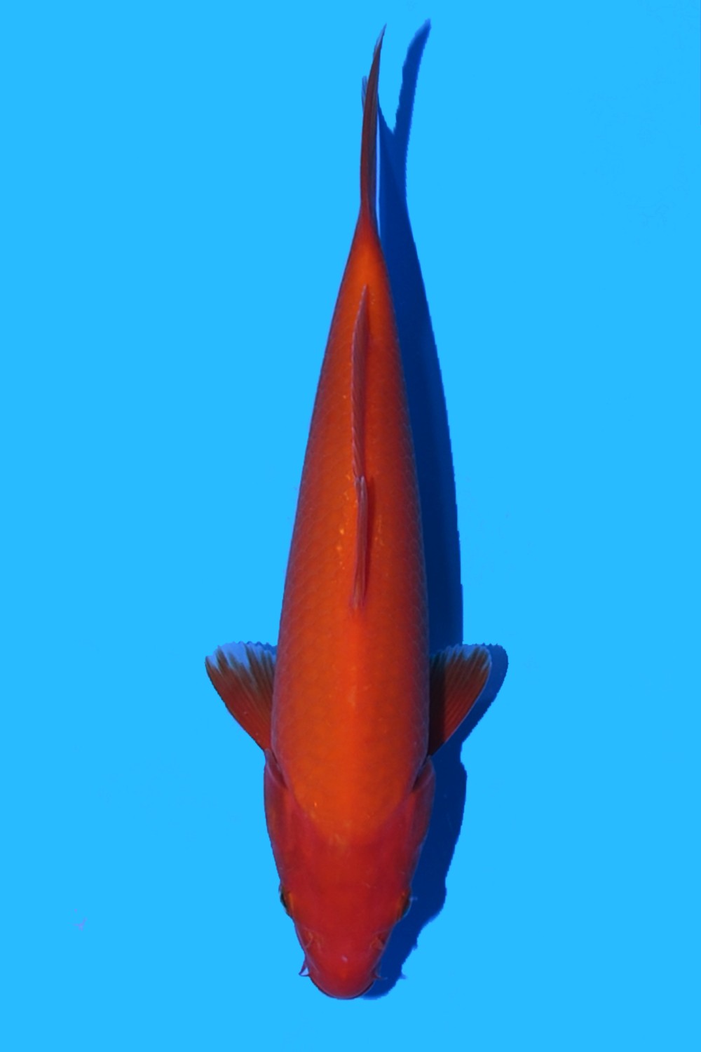 Juara 2