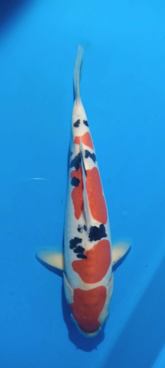 Juara 1