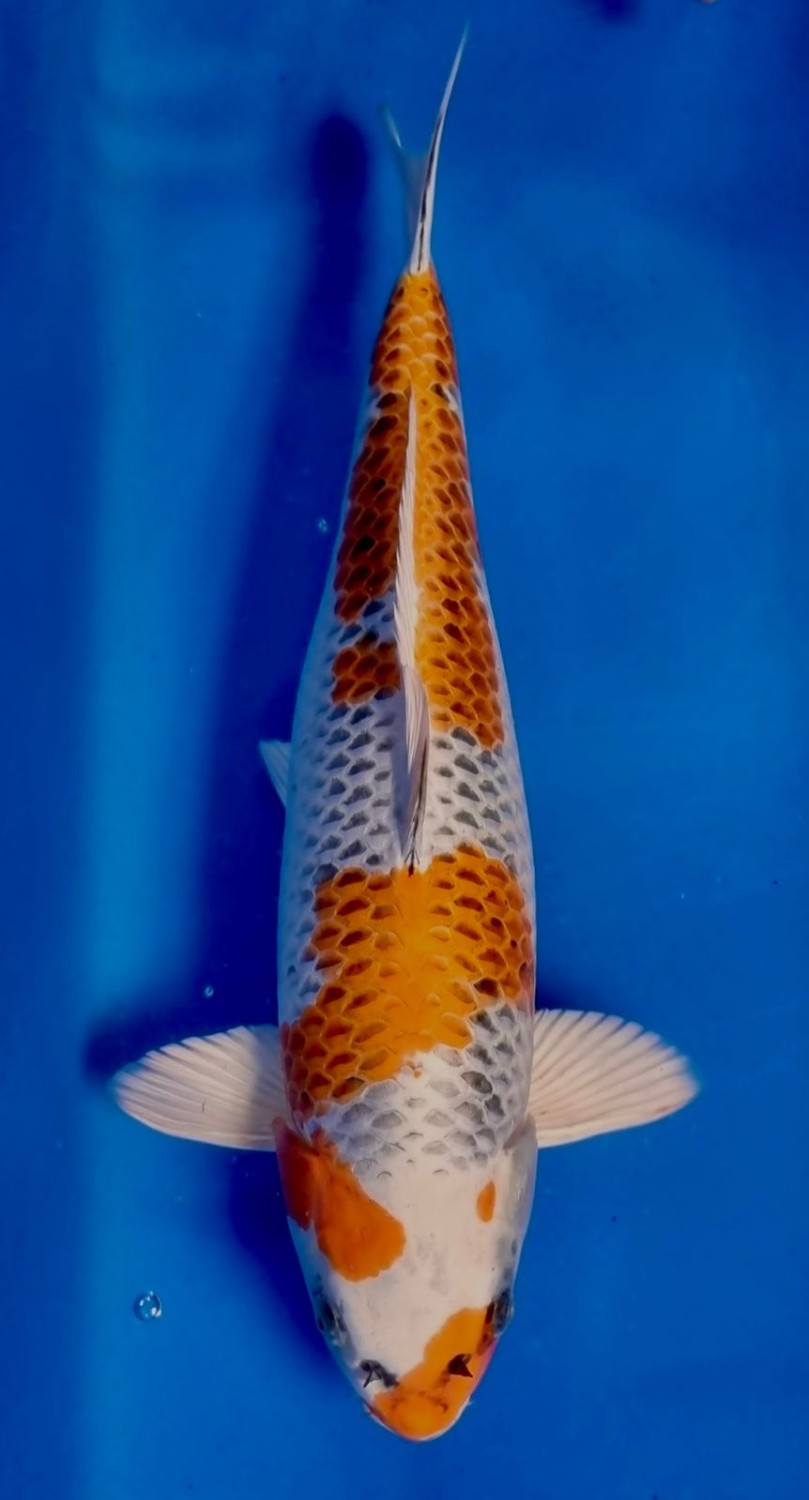 Juara 1