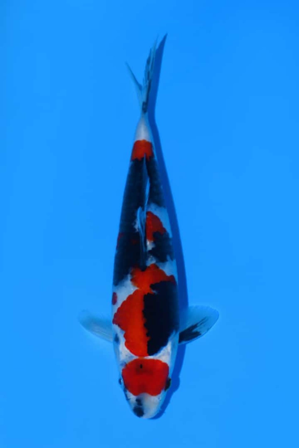 Juara 2