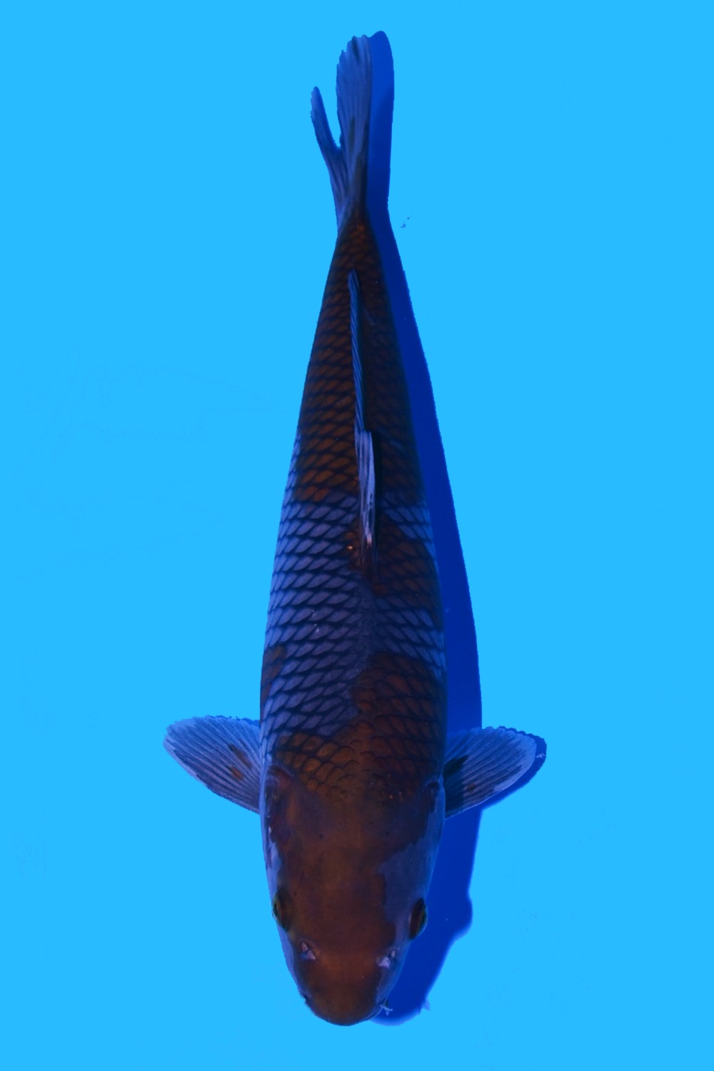 Juara 3