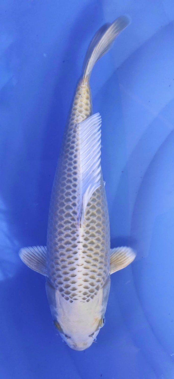 Juara 5