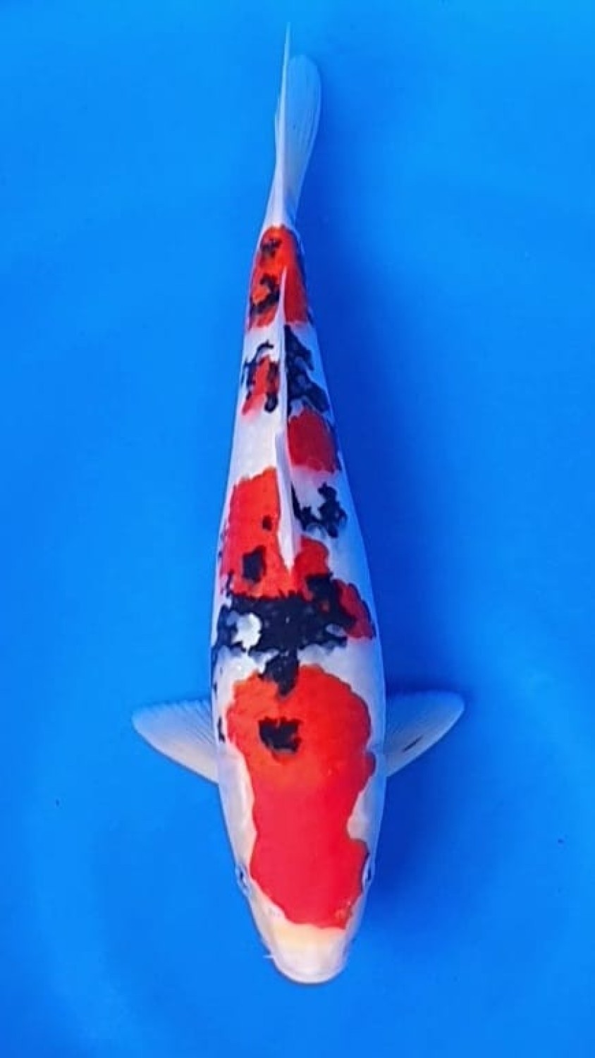 Juara 1