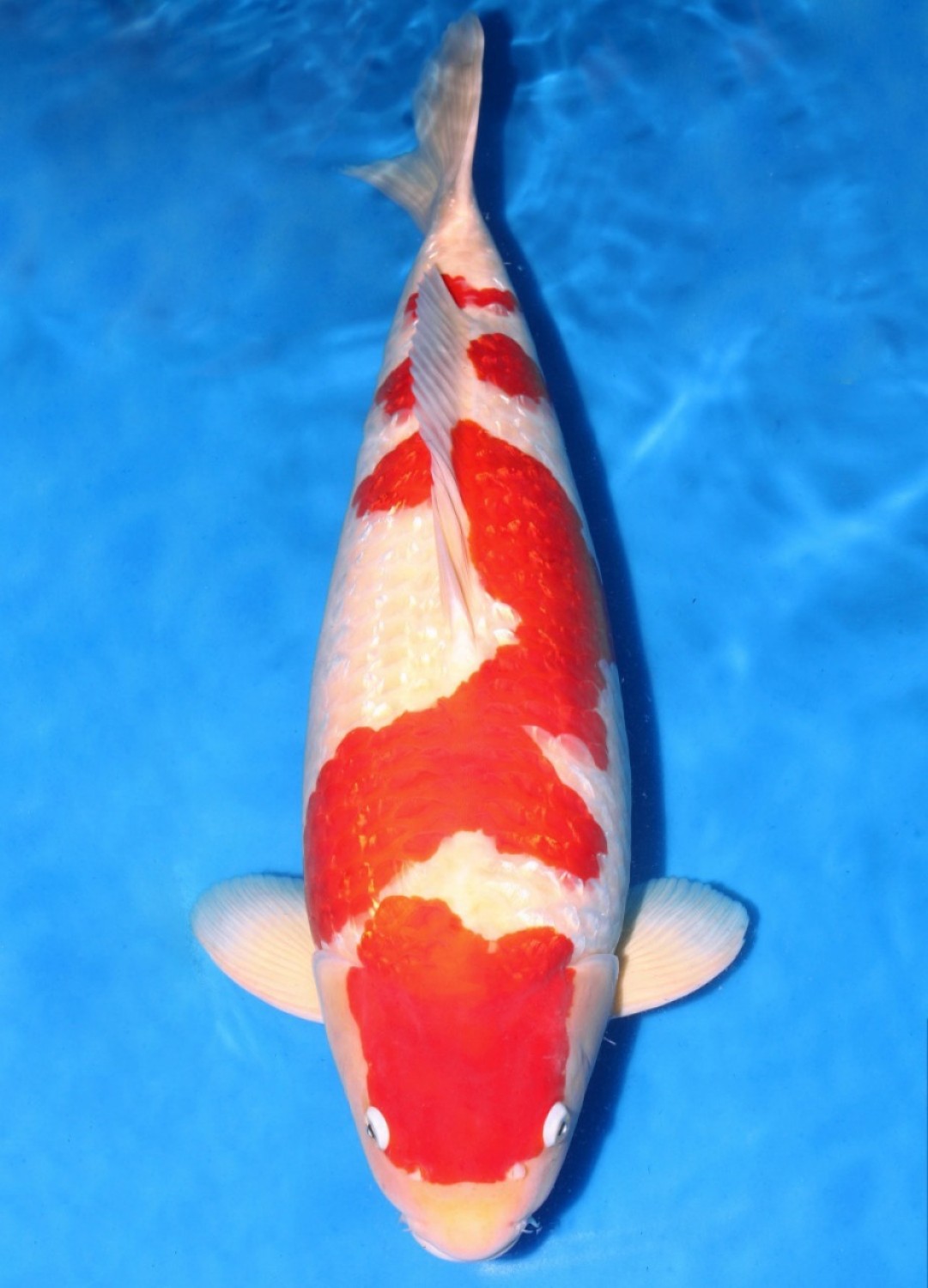 Juara 4