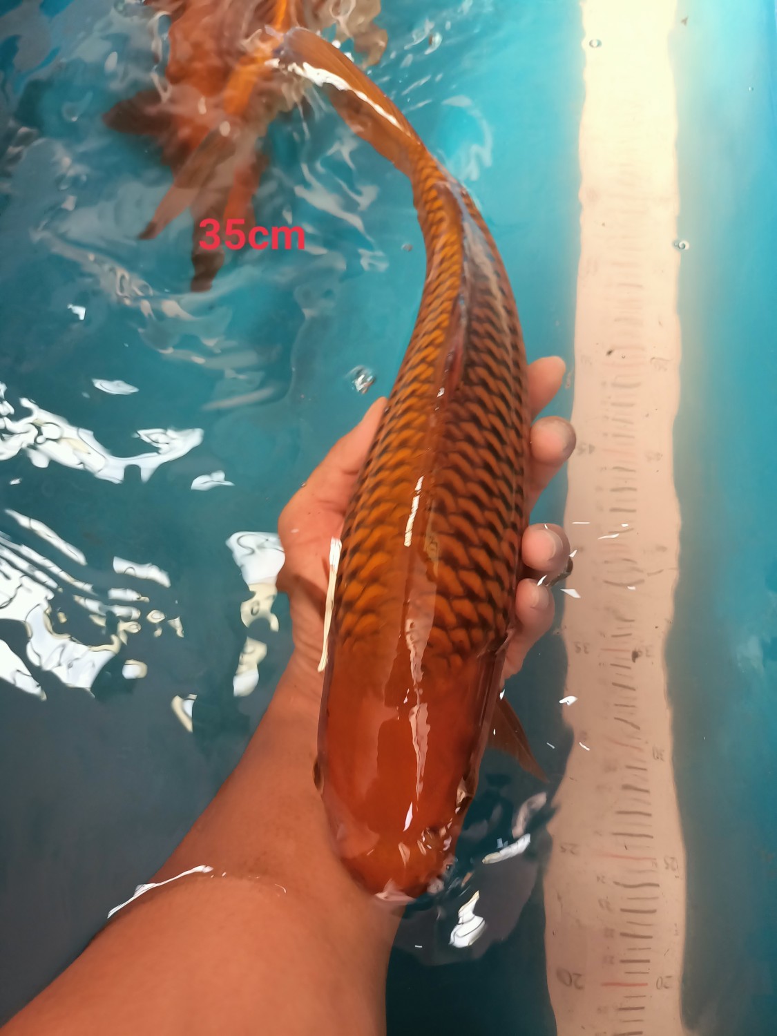 Juara 2