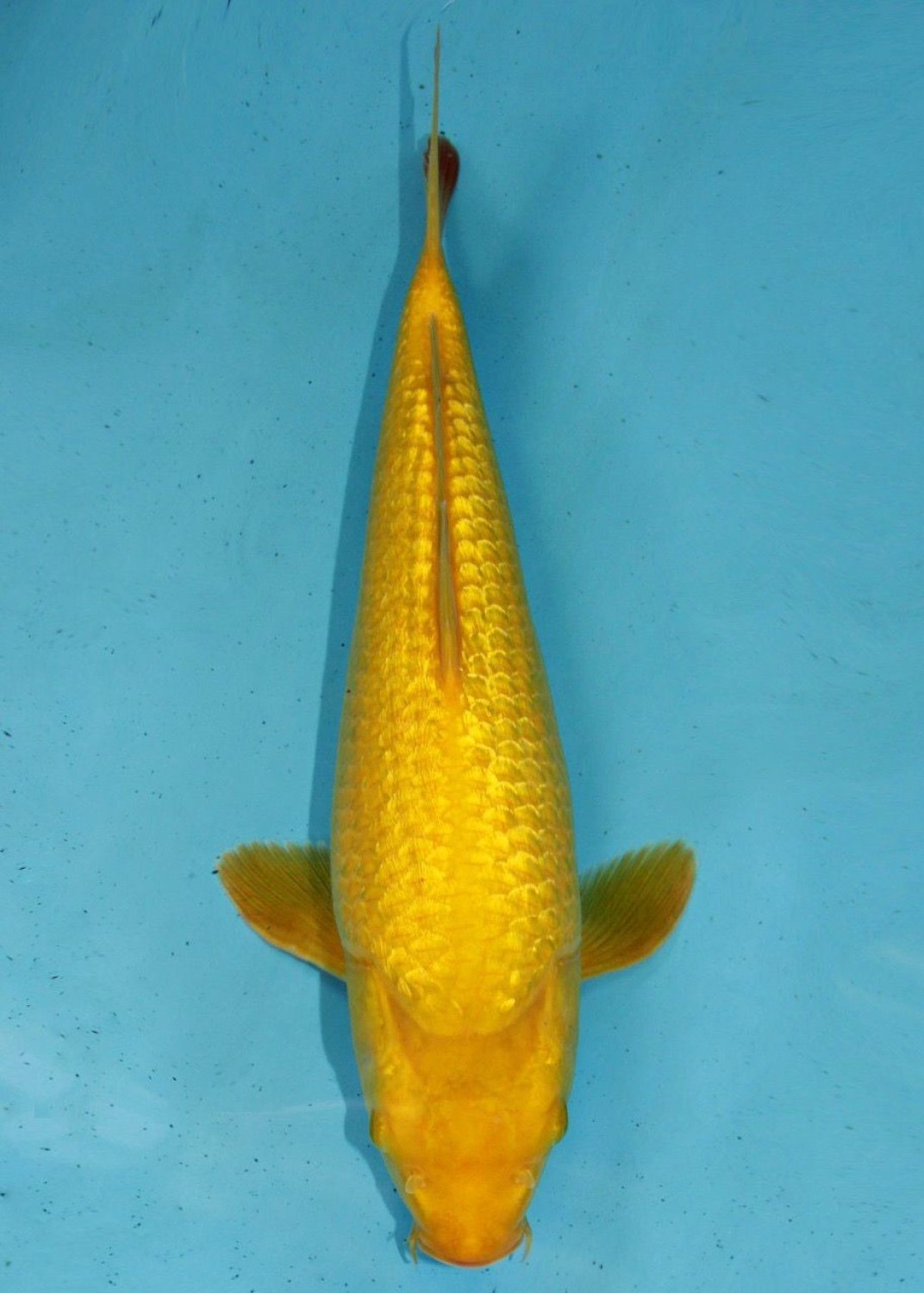 Juara 2