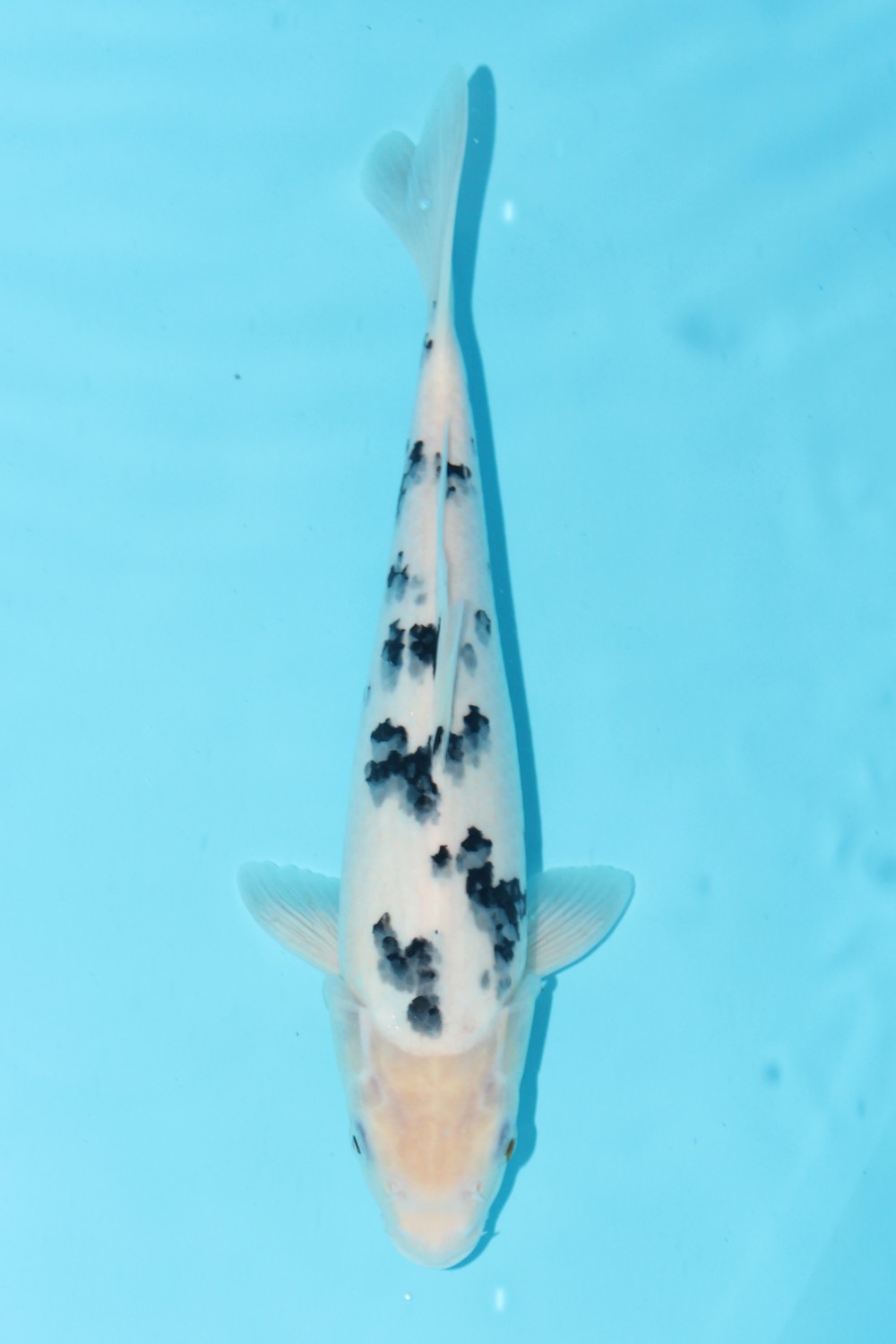 Juara 4