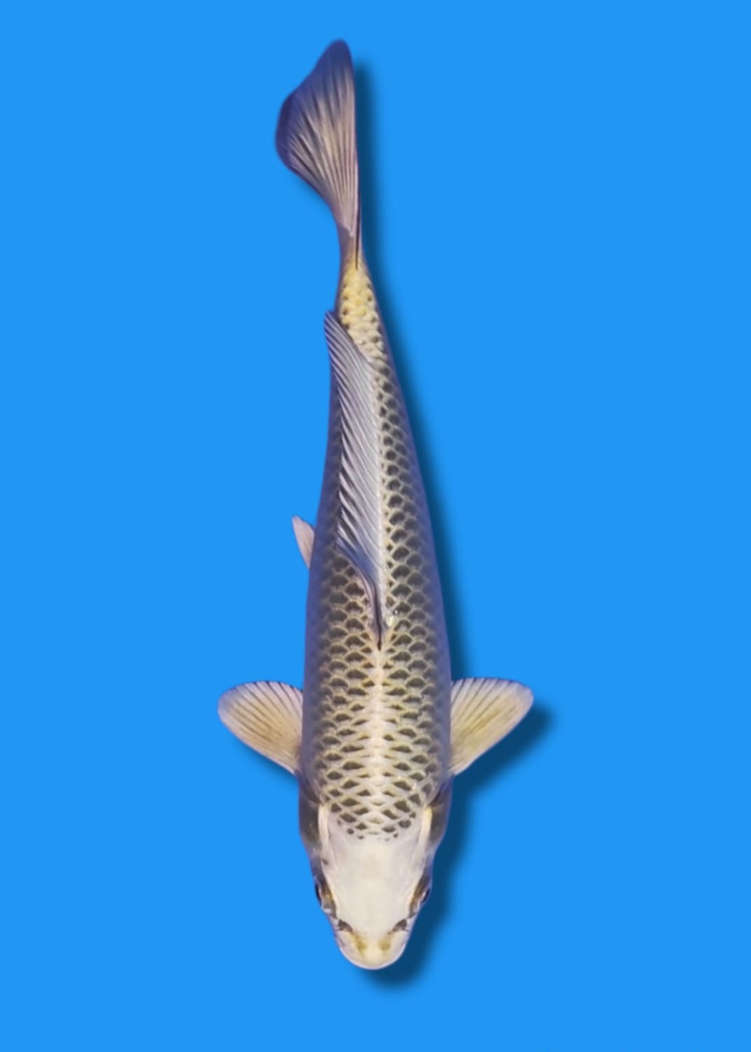 Juara 2