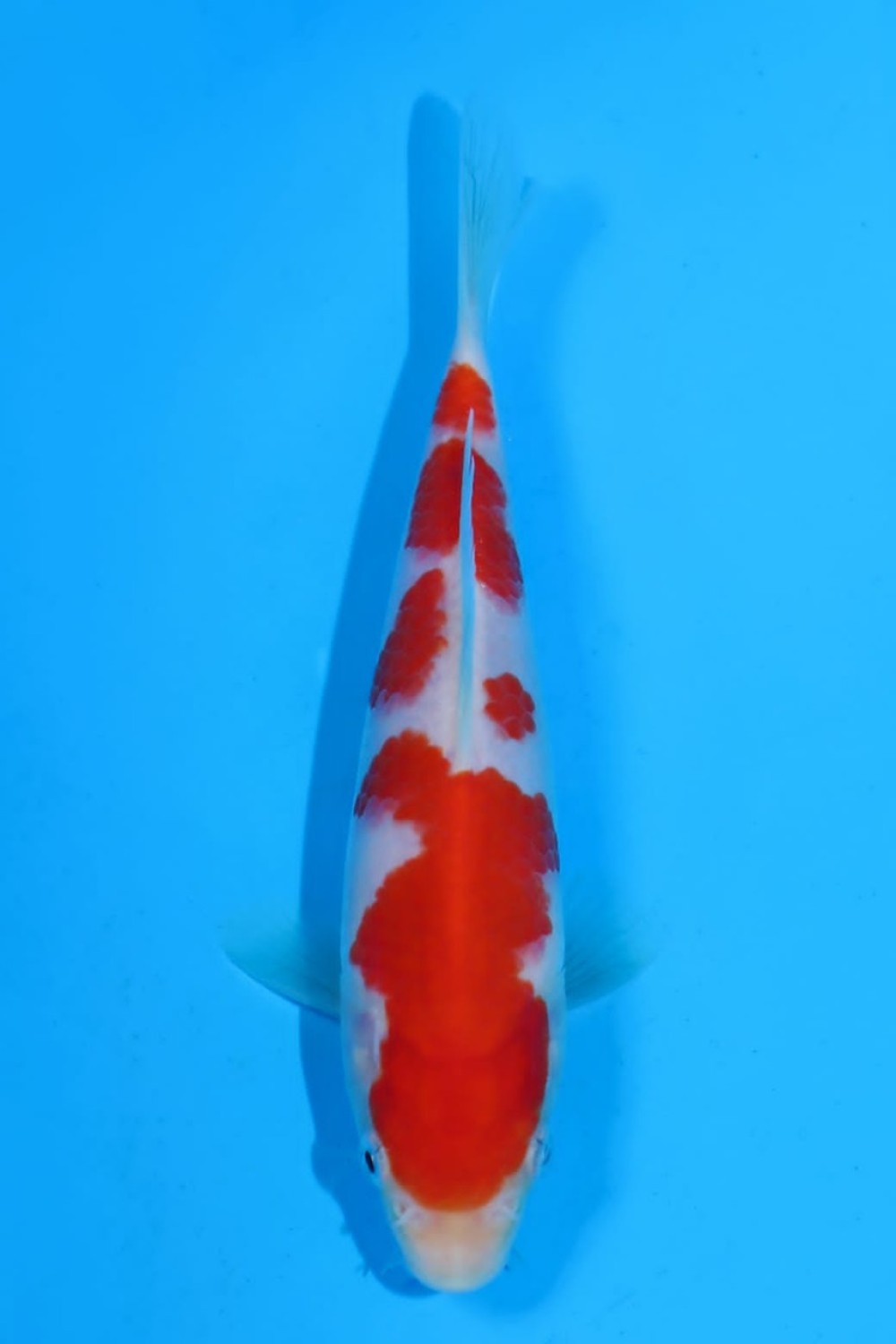 Juara 4