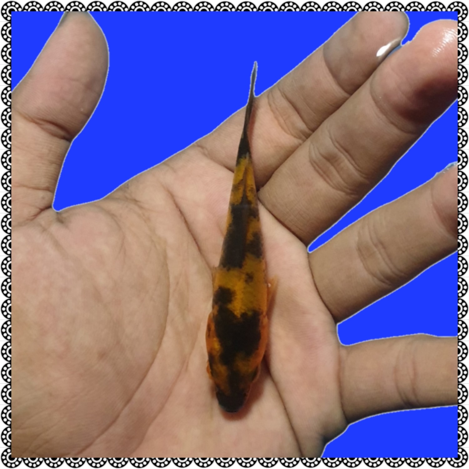 Juara 3