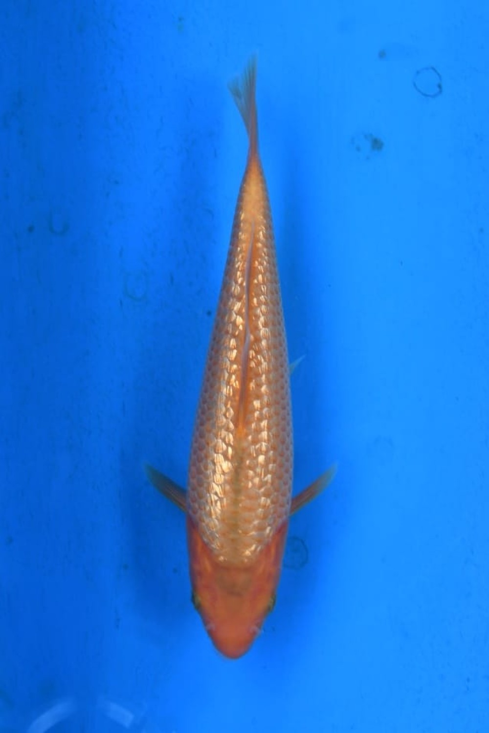 Juara 2