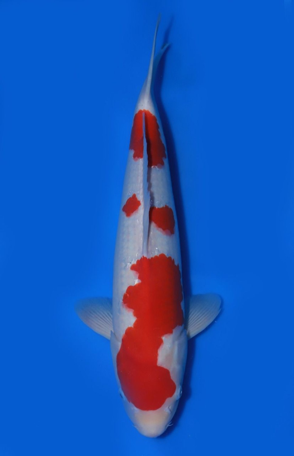 Juara 1