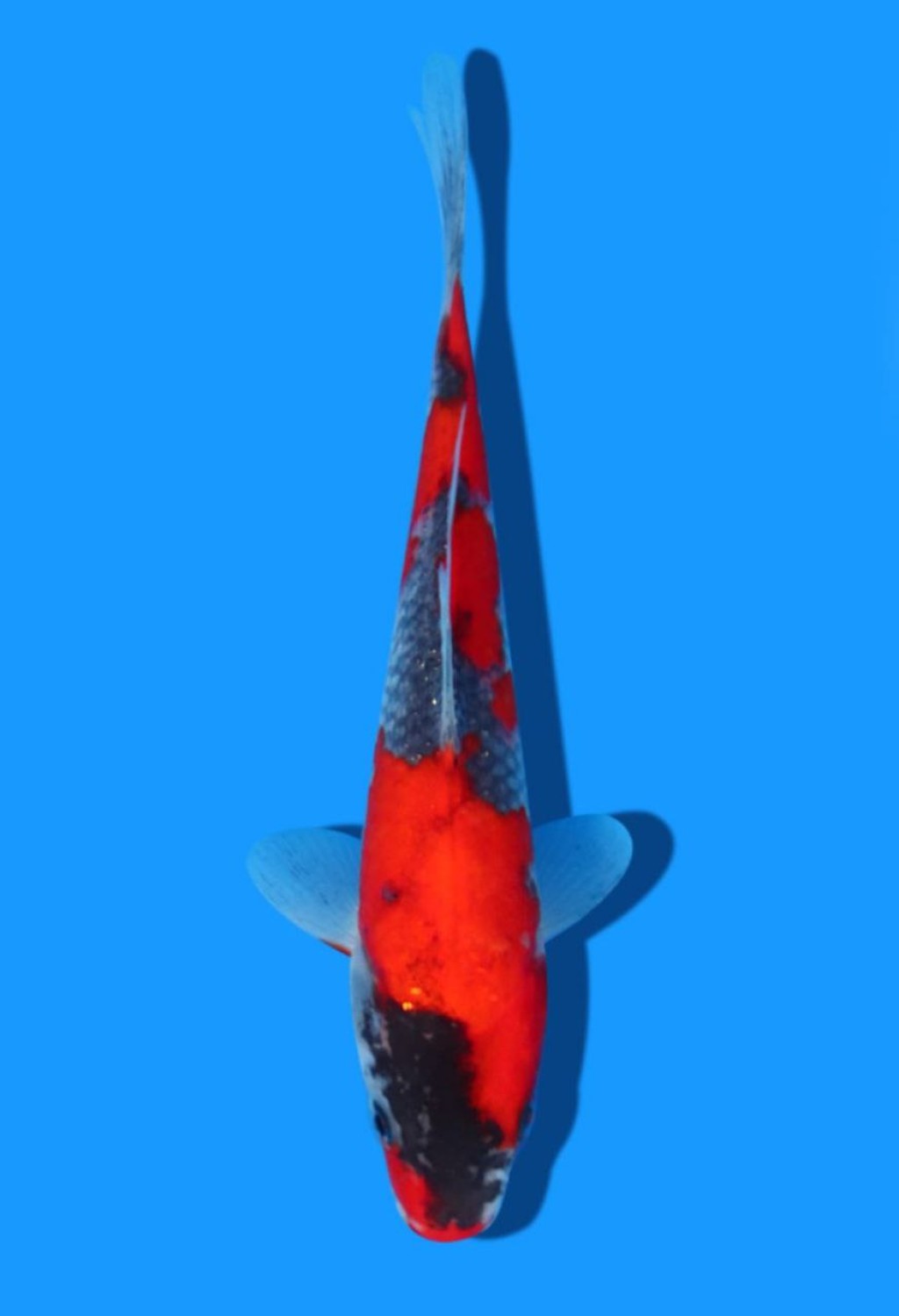 Juara 2