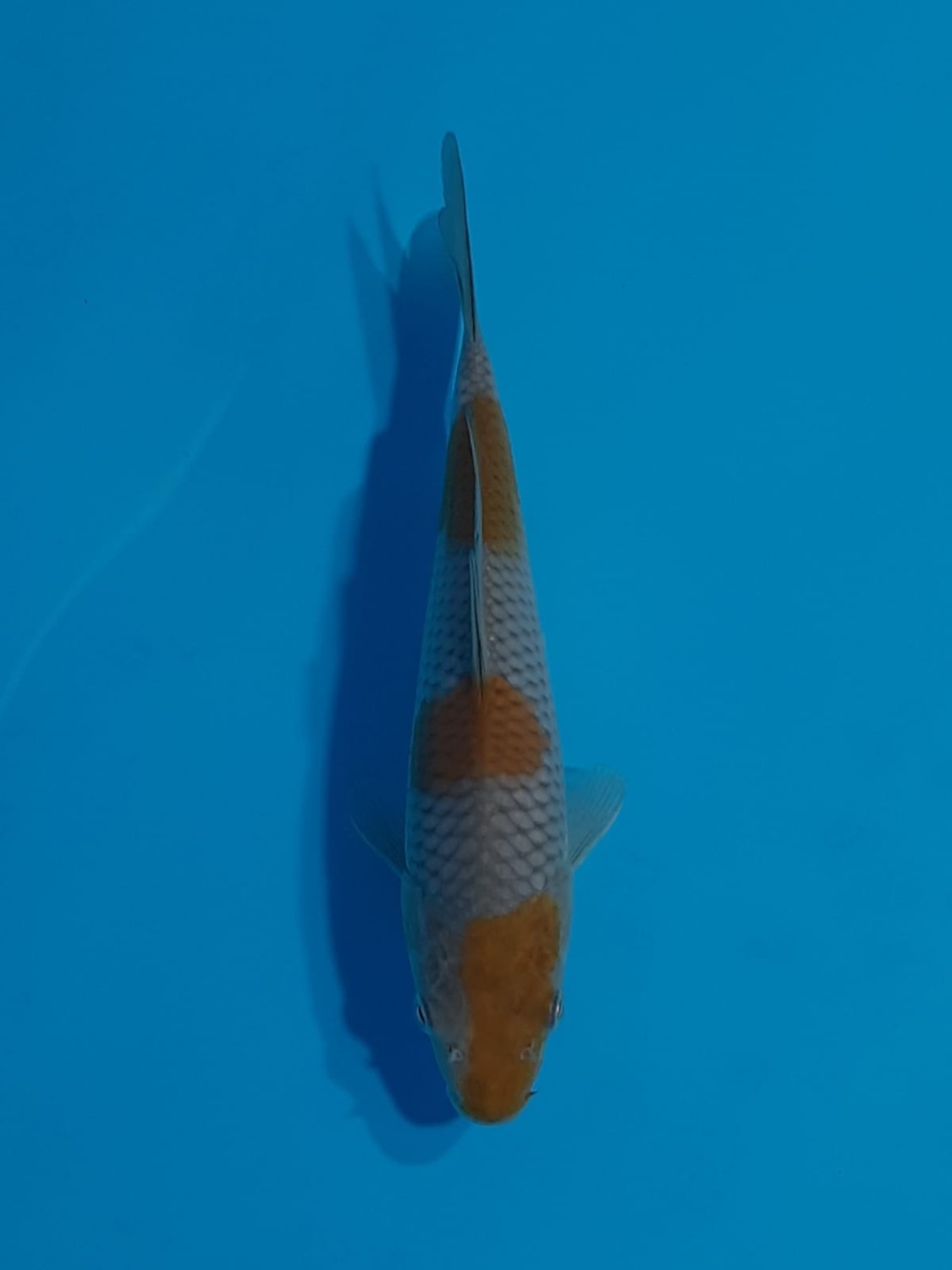 Juara 4