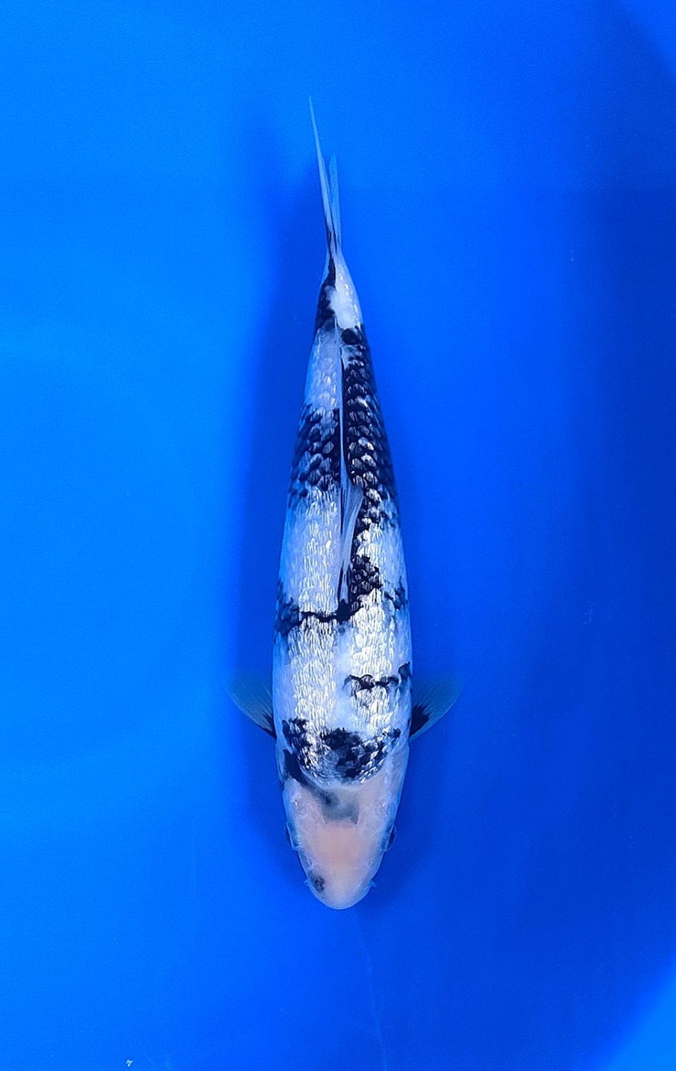 Juara 2