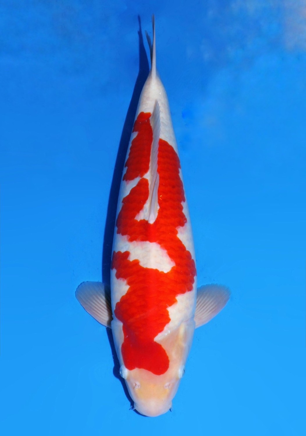 Best In Size A 51 - 55 cm