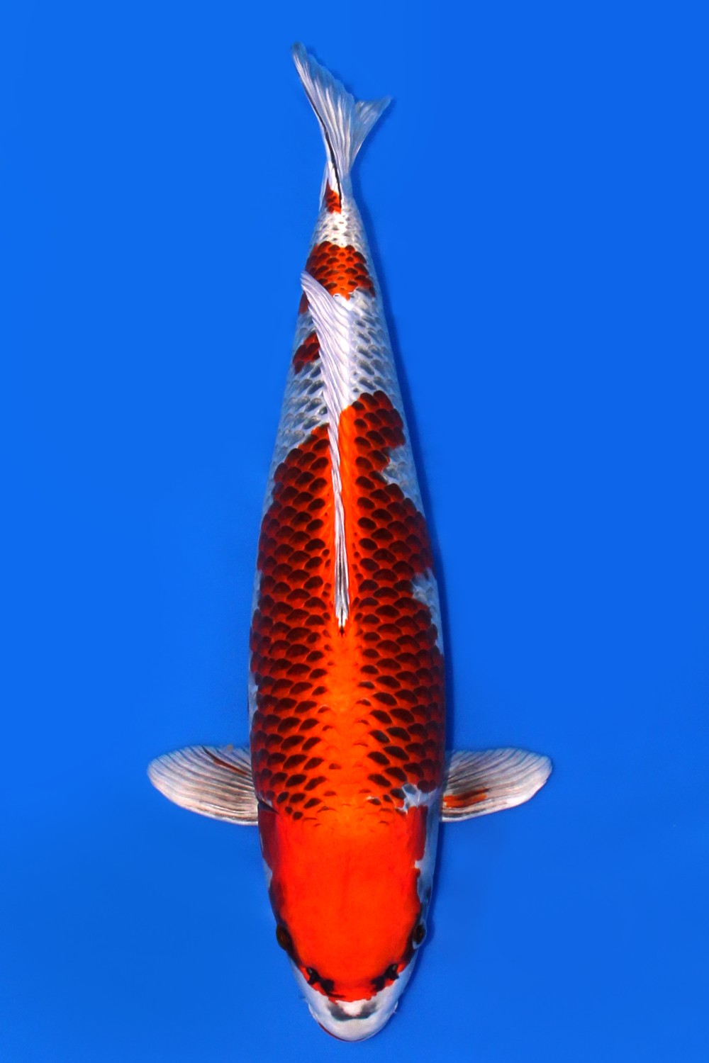 Juara 2