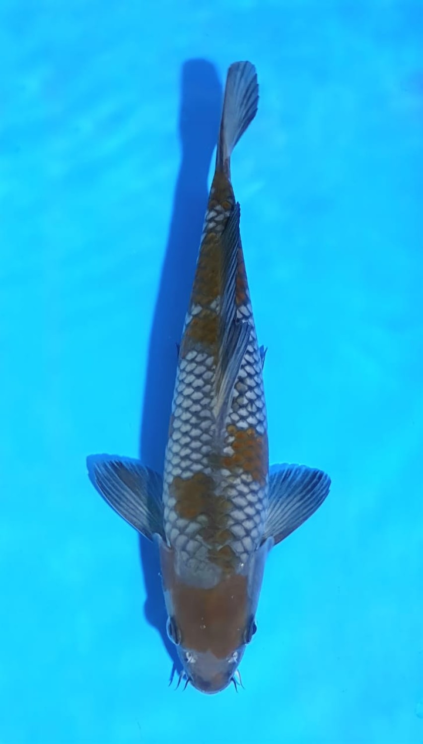Juara 5