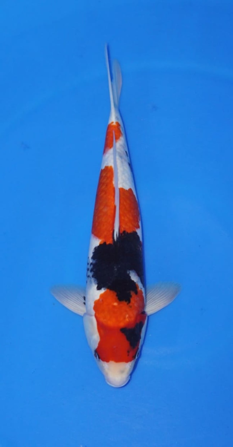 Juara 4