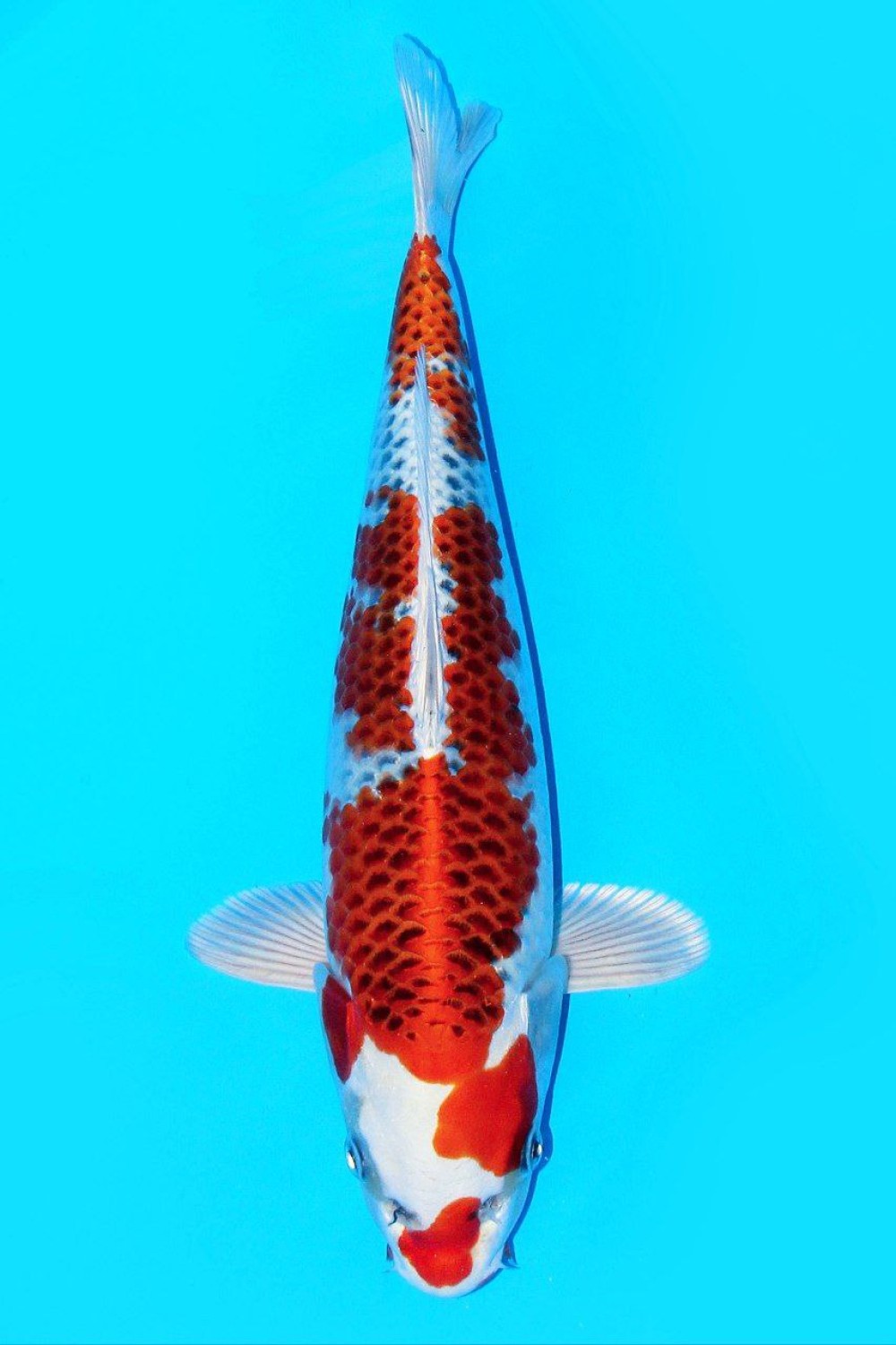 Juara 1