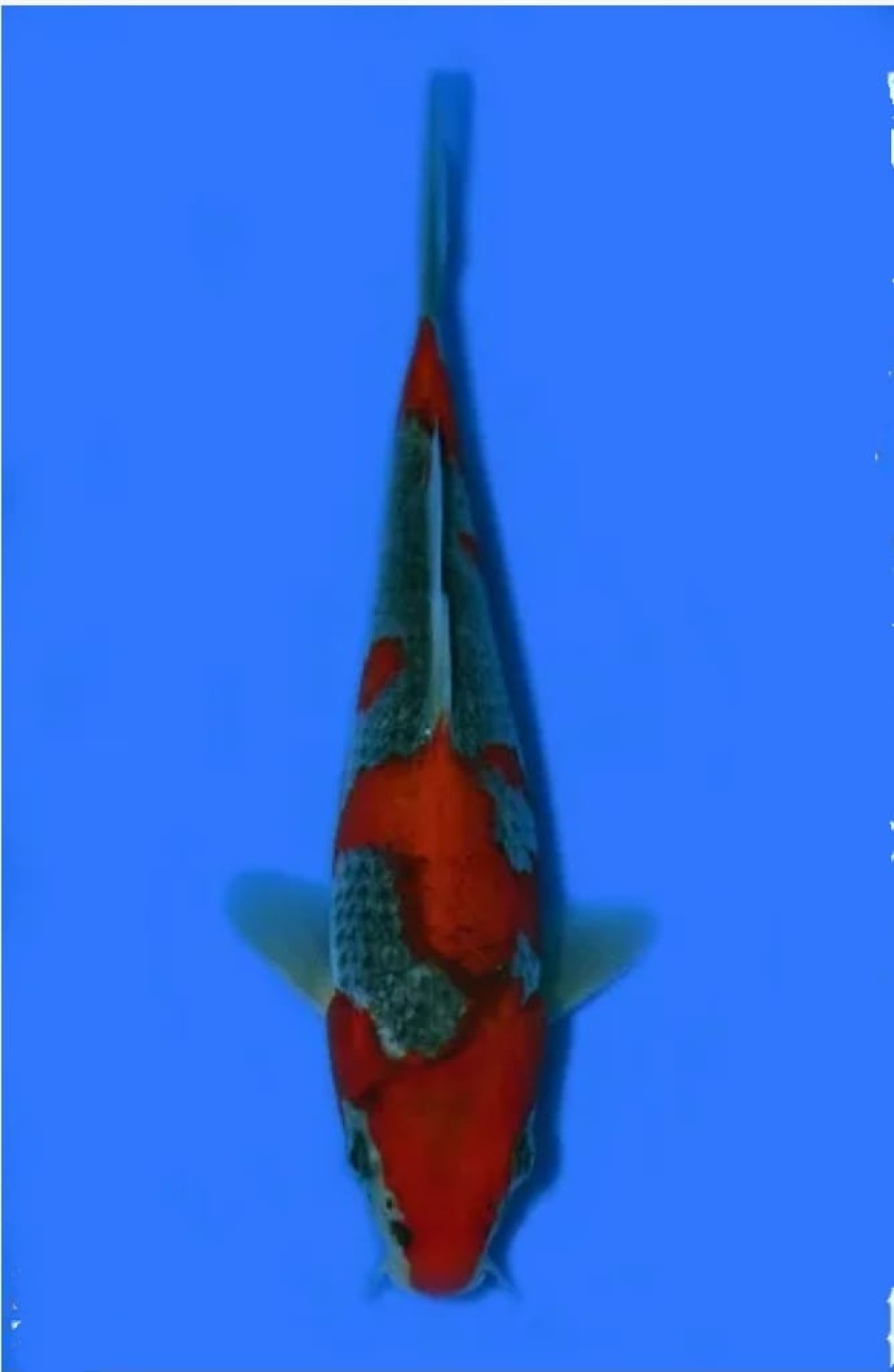Juara 2