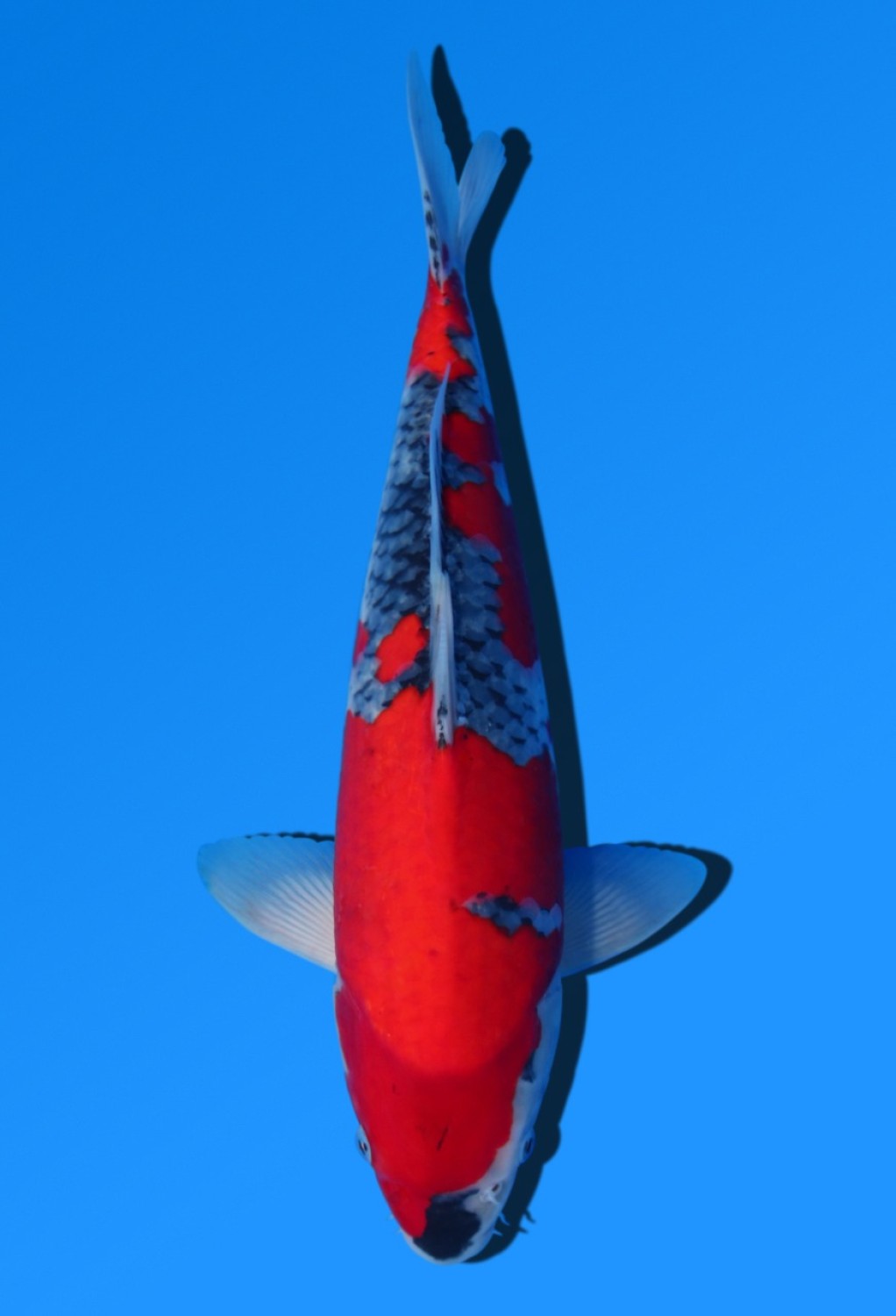 Juara 2
